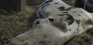 Das Leiden der Milchkühe