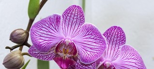 Орхидея: какой грунт подходит для растения