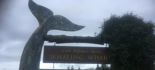 Vancouver Island: Grauwale vor Kanada läuten den Frühling ein - WELT