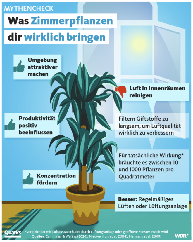 Was Zimmerpflanzen dir wirklich bringen | WDR Quarks (Instagram)