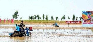 First planting of rice for the year starts at Wonhwa Collective Farm