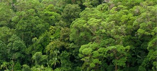 Klimakrise: Studie warnt vor neuer Kollapsgefahr in den Regenwäldern