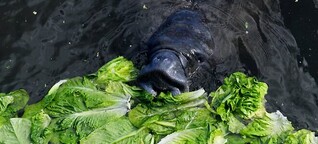 Hungernde Seekühe - Salate sollen sanfte Riesen retten (Magazin)
