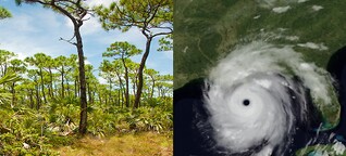 Klimaforschung - Was Baumringe über Hurrikans erzählen