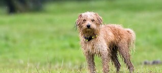 Warum stinken nasse Hunde?