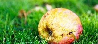 Sind alte Apfelsorten besser für Allergiker?